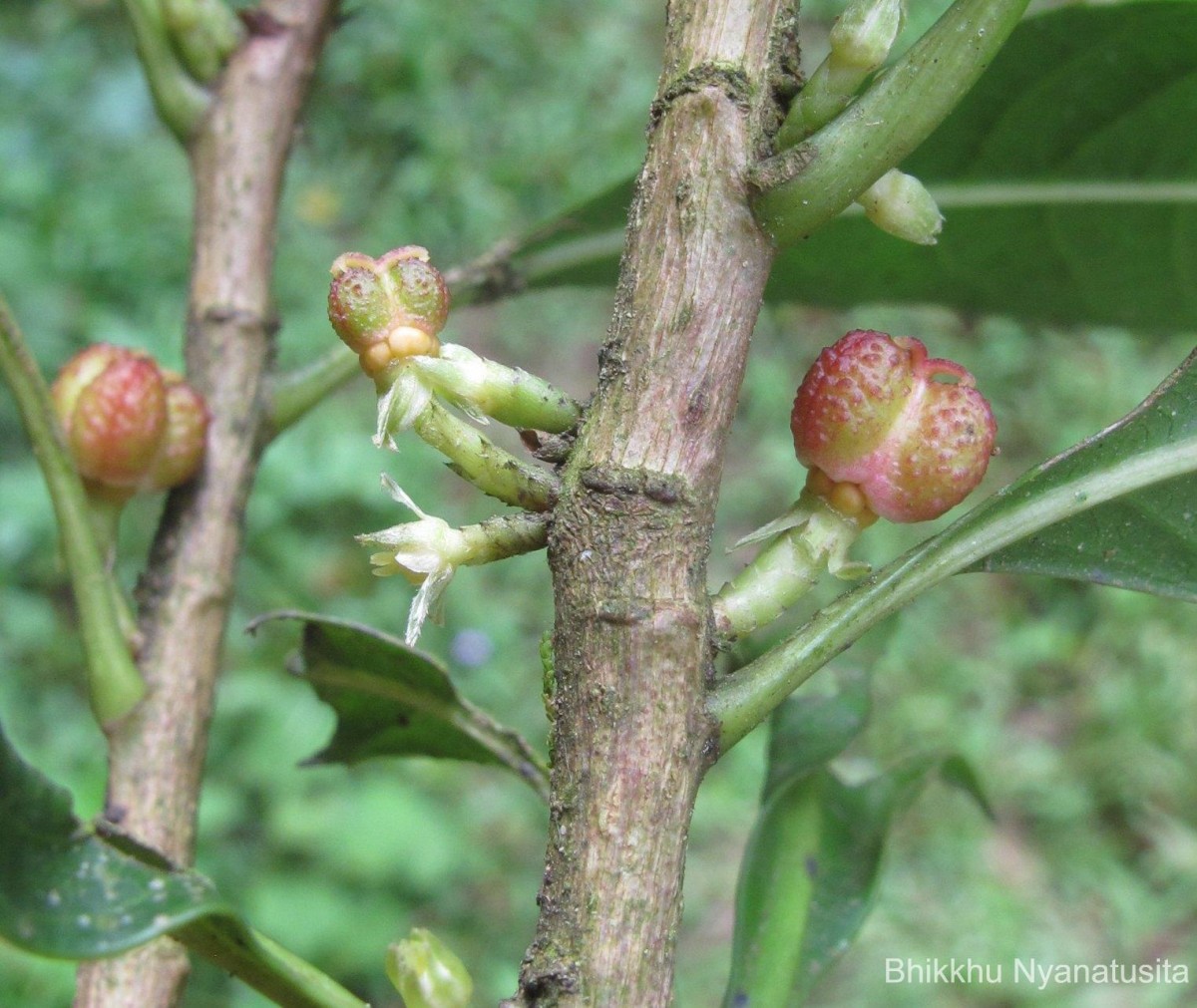 Agrostistachys indica Dalzell